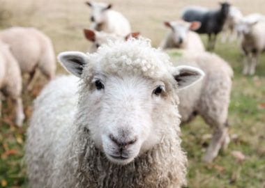 Invitation à la ferme, le réseau agricole qui s’empare du Digital Learning