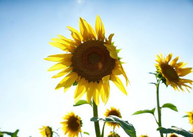 Former des talents grâce au e-learning avec Sunshine